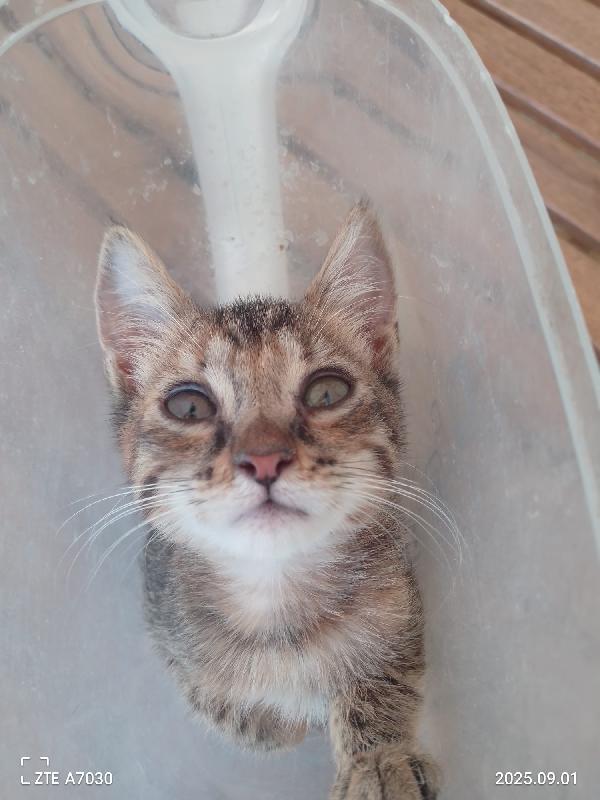 🌸 “Melissa, una piccola principessa in cerca di casa” Foto 3